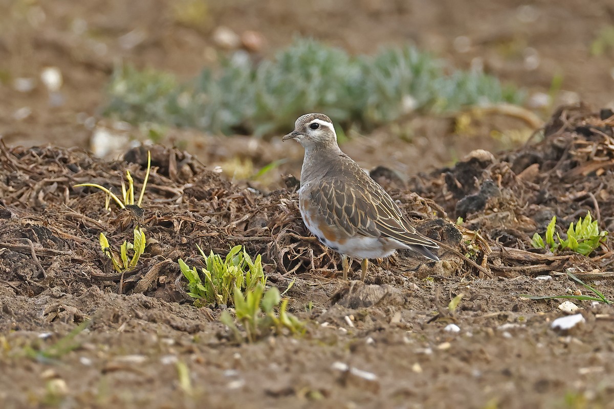 Eurasian Dotterel - ML554910781