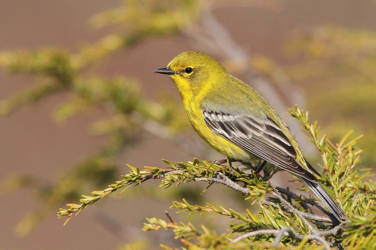 Pine Warbler - ML55491111