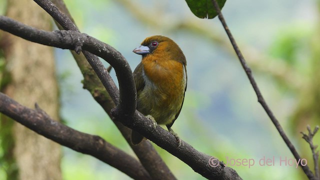 Prong-billed Barbet - ML554911271