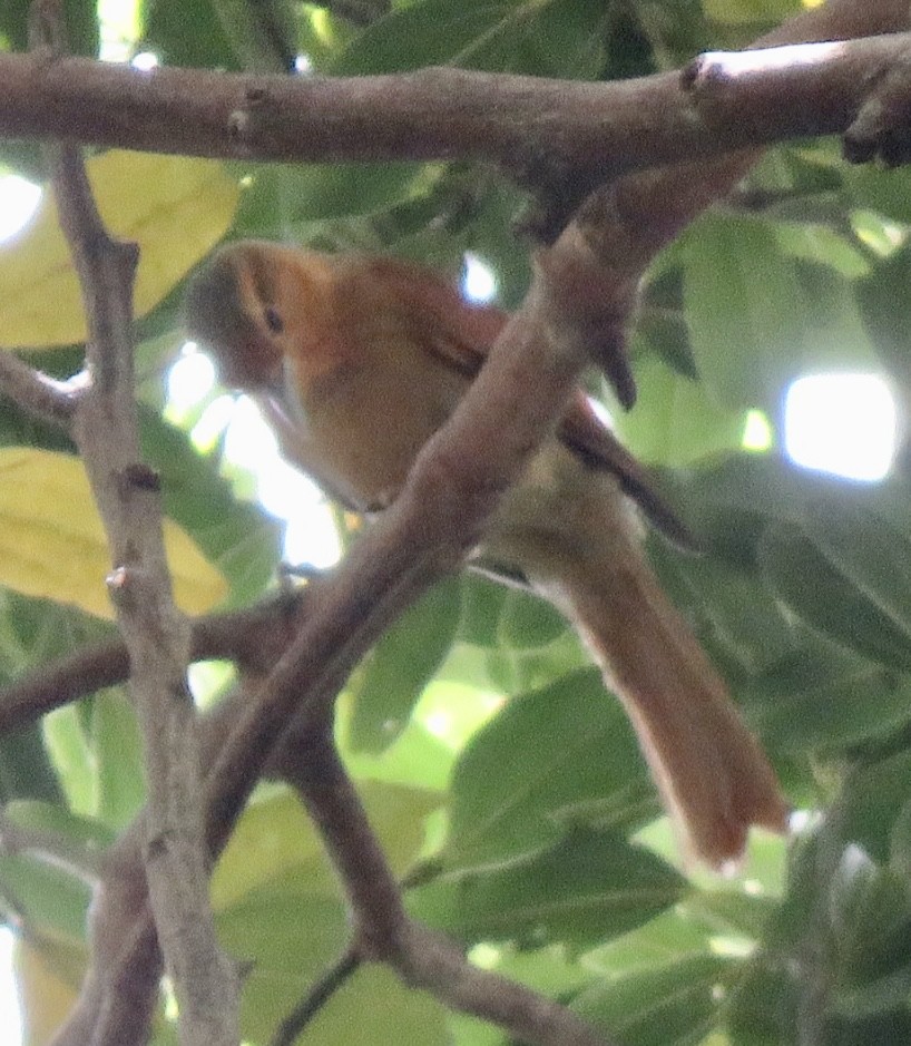 Buff-fronted Foliage-gleaner - ML554911401