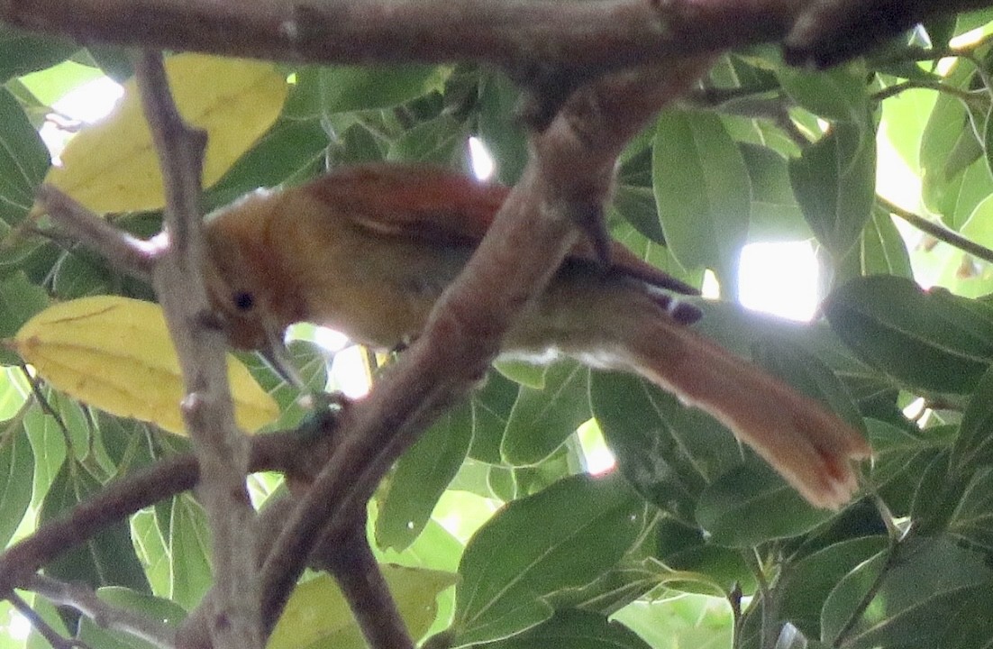 Buff-fronted Foliage-gleaner - ML554911421