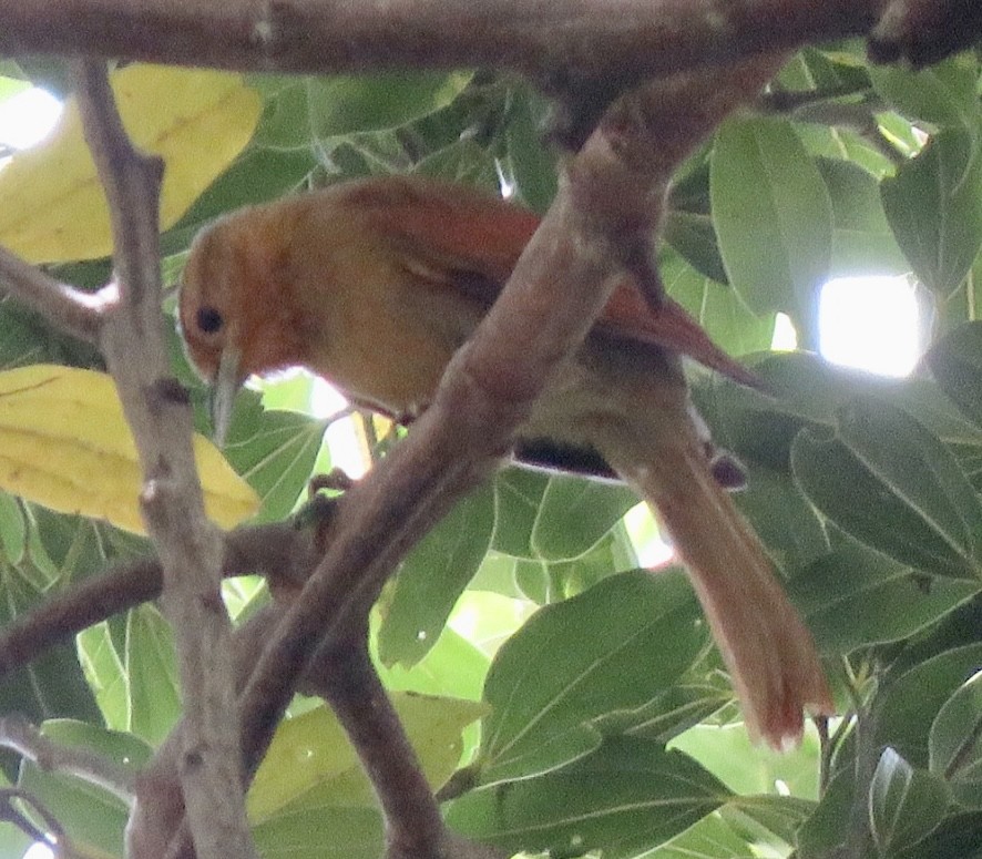 Buff-fronted Foliage-gleaner - ML554911441