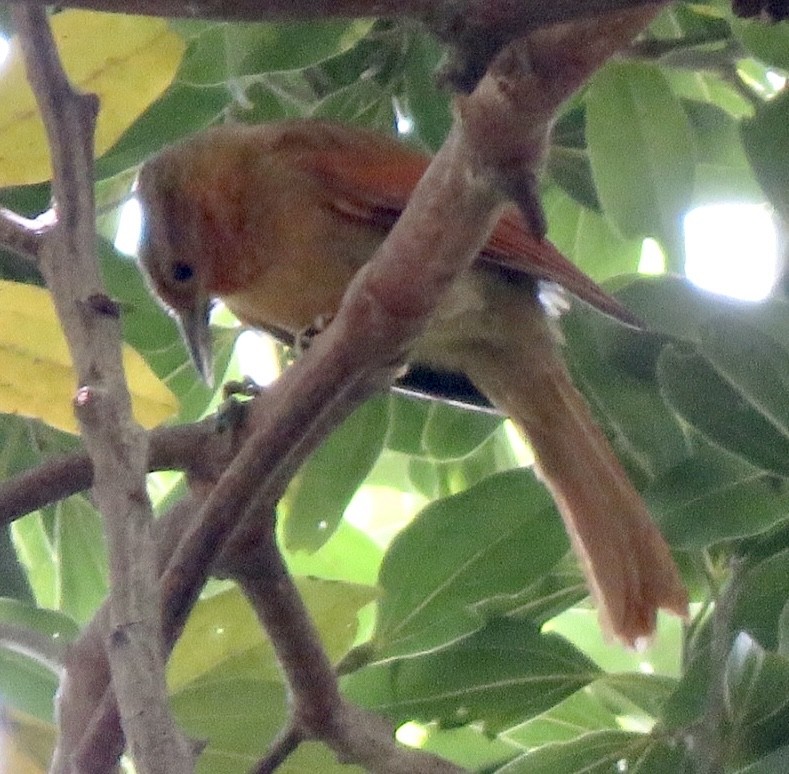 Buff-fronted Foliage-gleaner - ML554911451