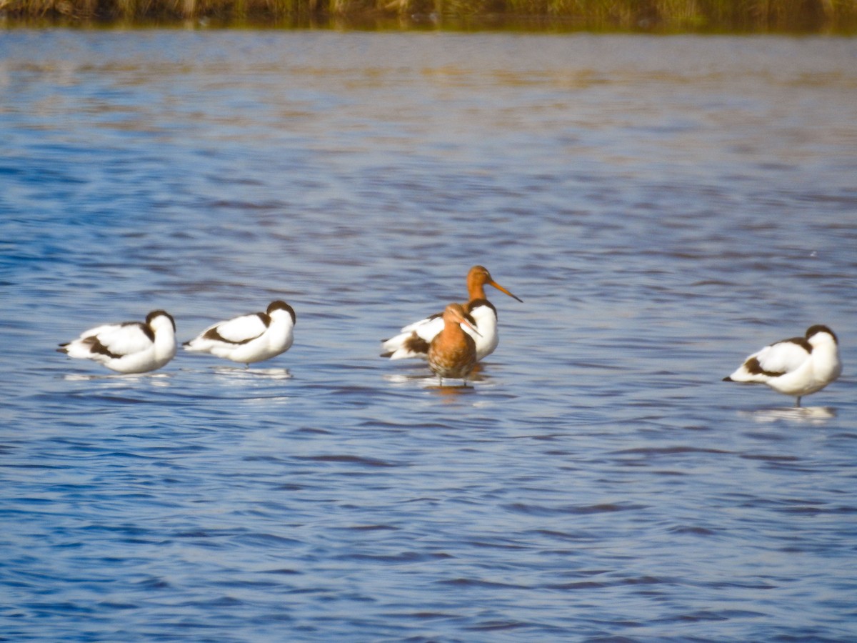 Pied Avocet - ML554912021