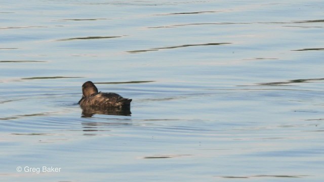 Lesser Scaup - ML554912821