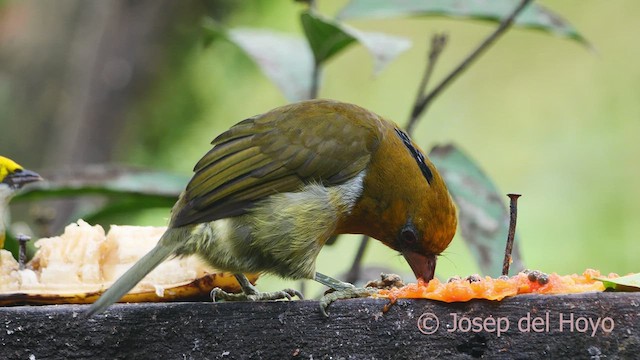 Prong-billed Barbet - ML554912981