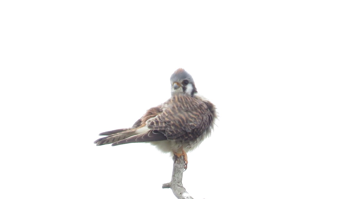 American Kestrel - ML554912991