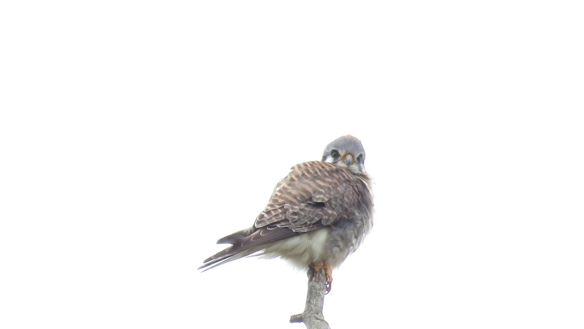 American Kestrel - ML554913011