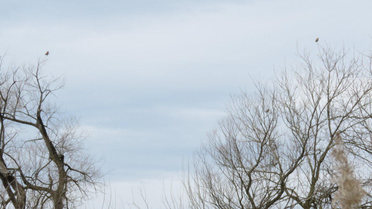 American Kestrel - ML554913041