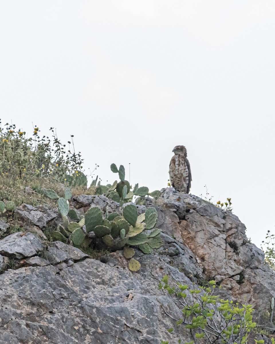 Short-toed Snake-Eagle - ML554913511