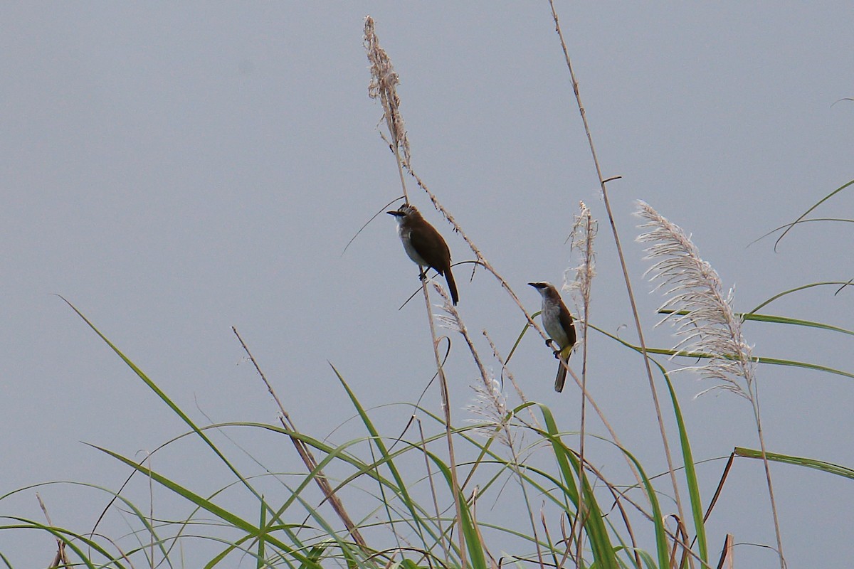 Yellow-vented Bulbul - ML554913601