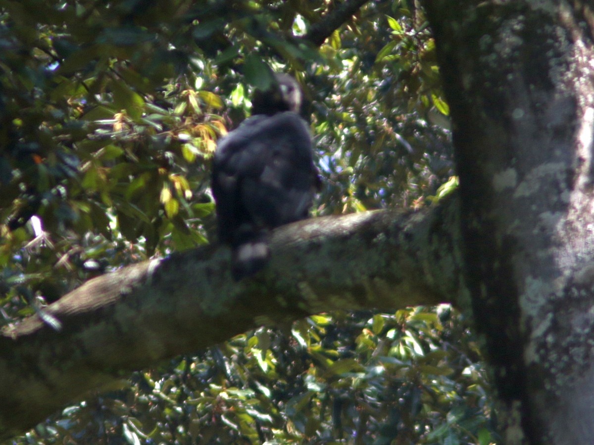 Crowned Eagle - ML554916061