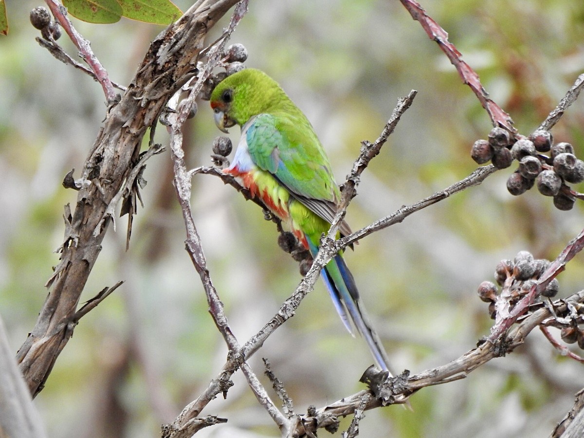Red-capped Parrot - ML554916441