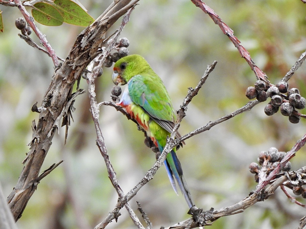 Red-capped Parrot - ML554916451