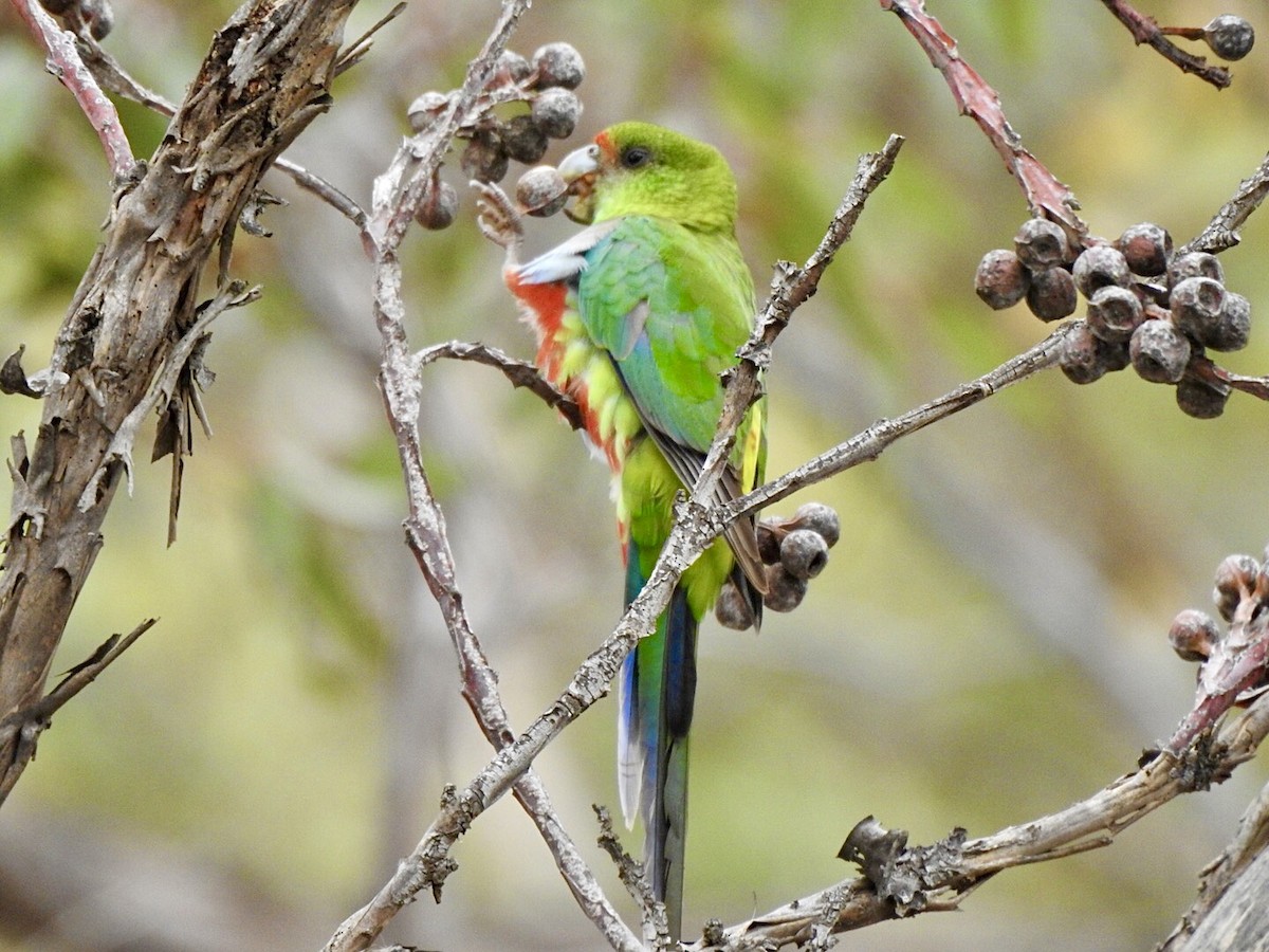 Red-capped Parrot - ML554916461