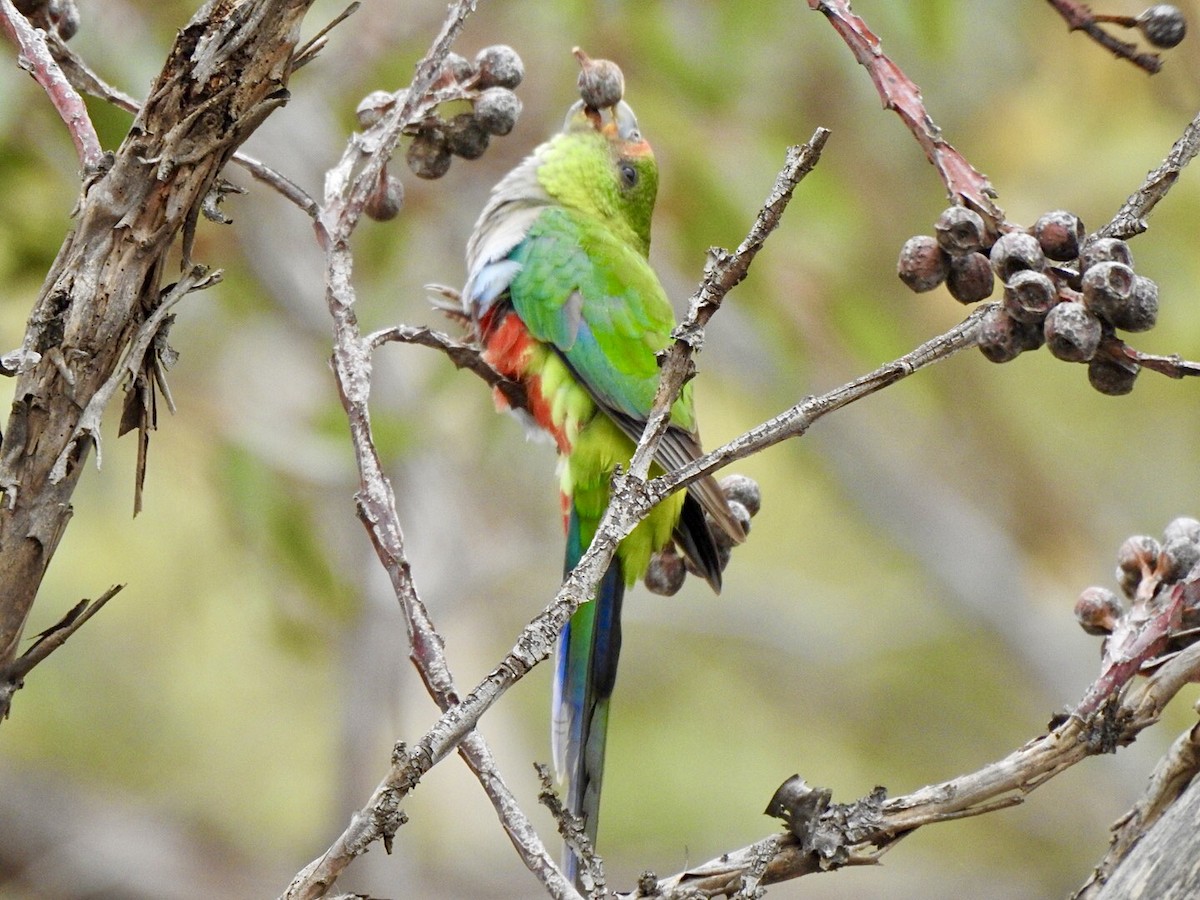 Red-capped Parrot - ML554916471