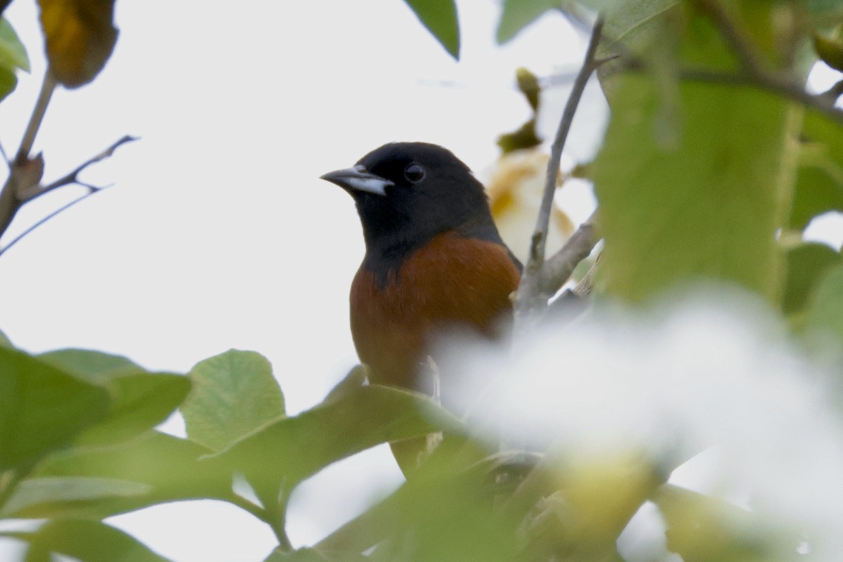 Orchard Oriole - ML554919841