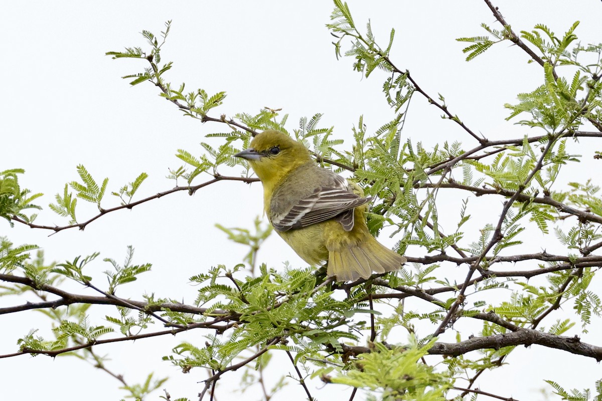 Orchard Oriole - ML554919861