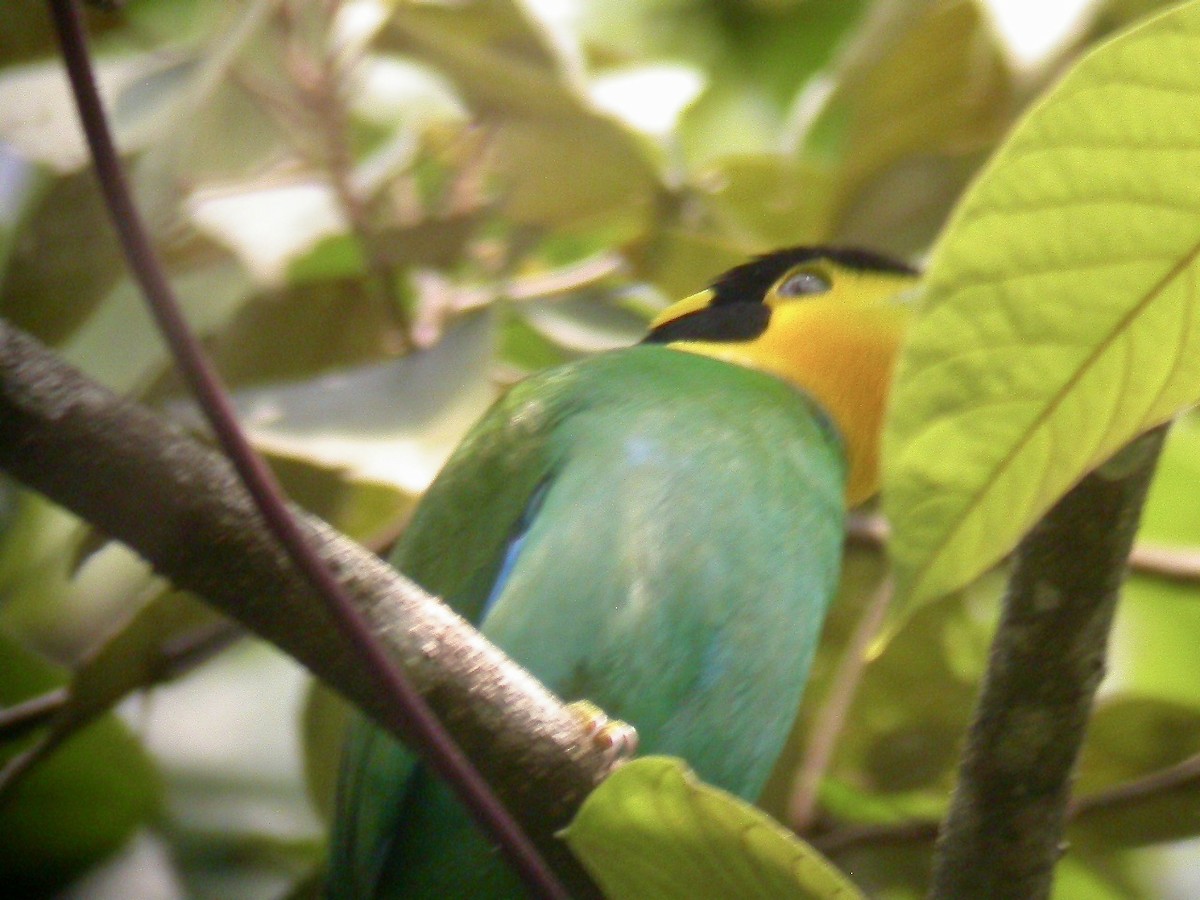 Long-tailed Broadbill - Rich Bayldon