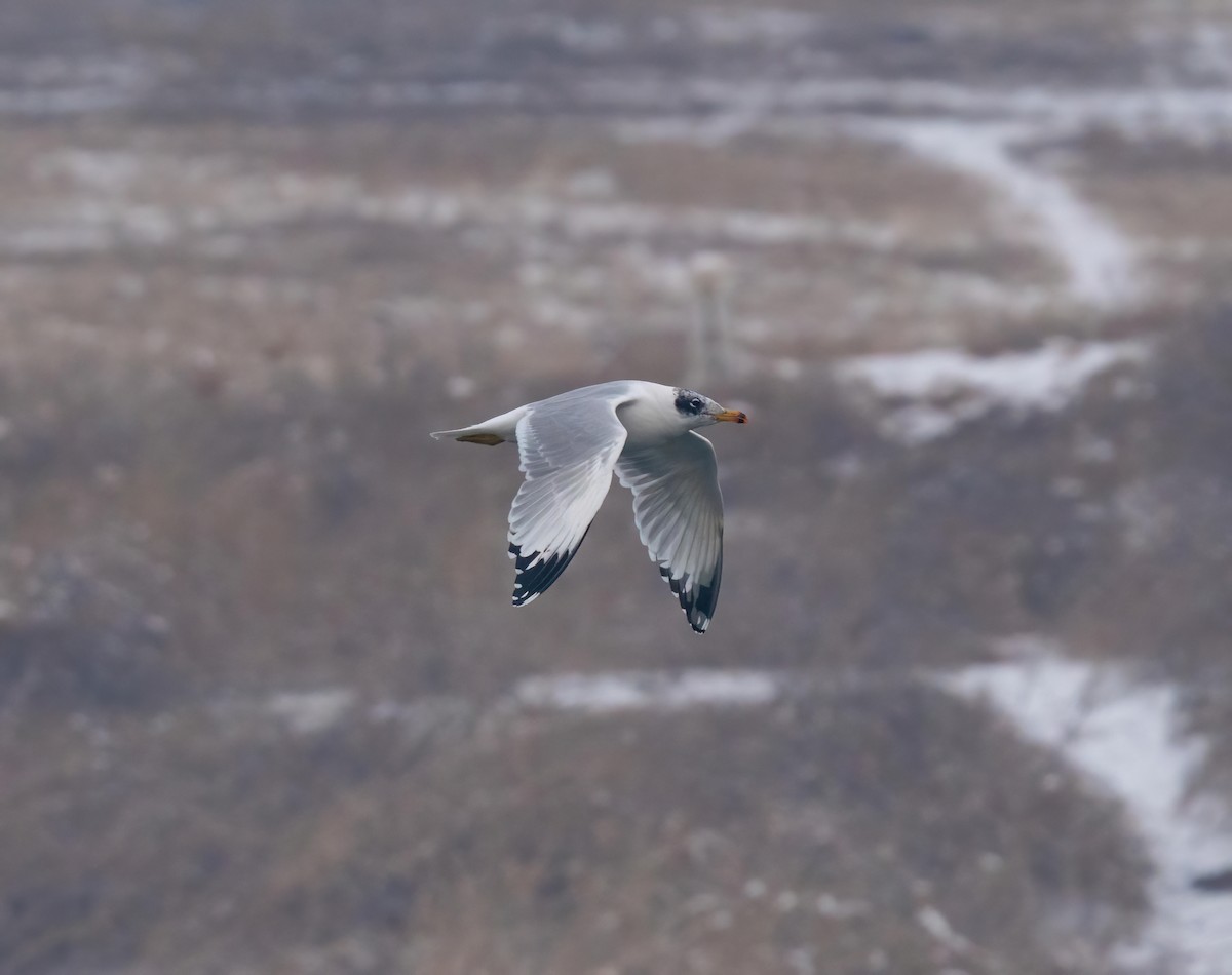 Pallas's Gull - ML554920181