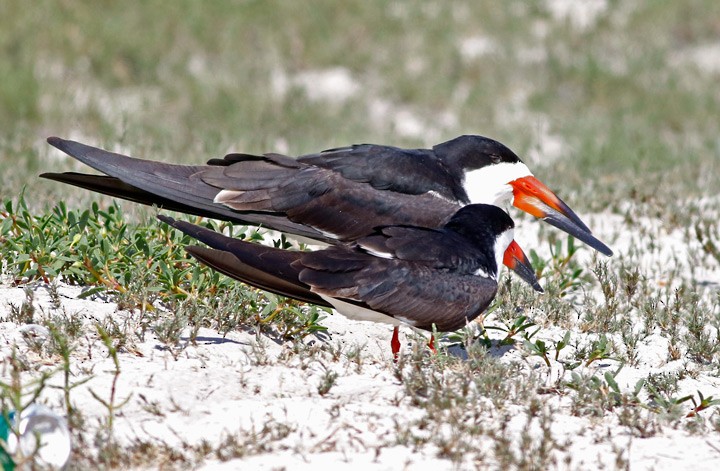 Black Skimmer - ML55492041