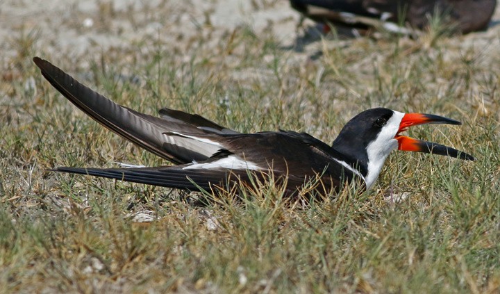 Black Skimmer - ML55492051