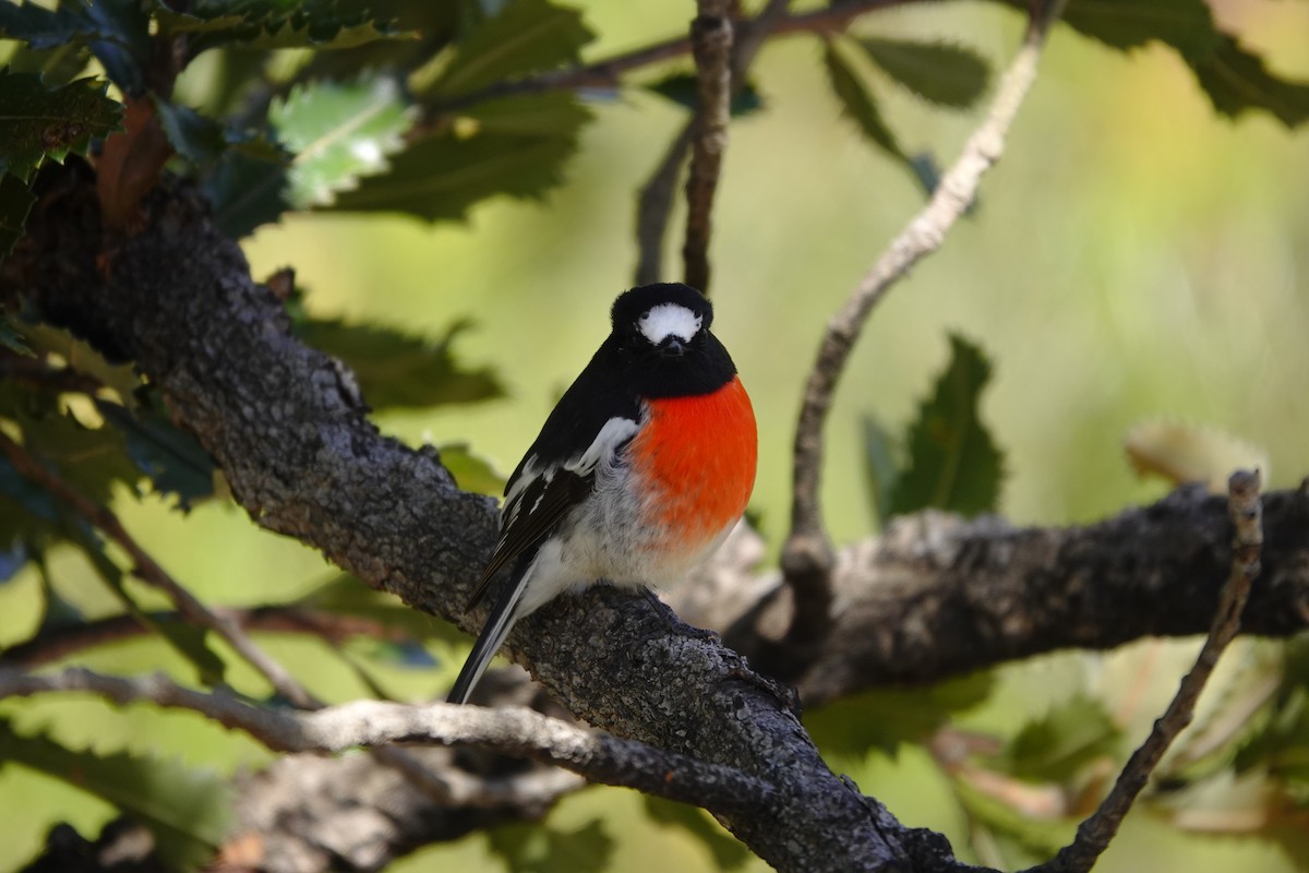 Scarlet Robin - ML554920651