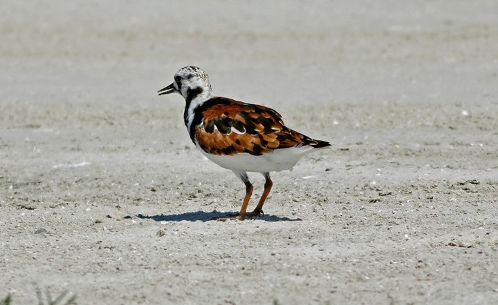 Ruddy Turnstone - ML55492081