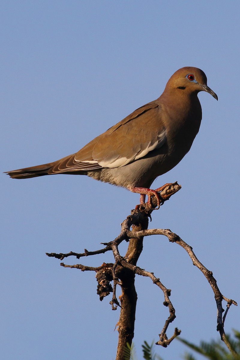 White-winged Dove - ML55492131