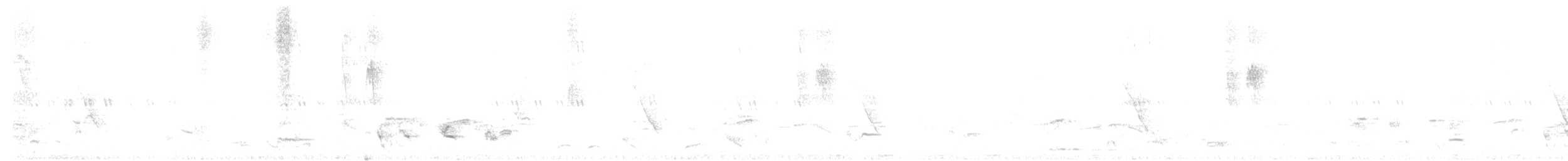 Boyalı Horoz Kekliği - ML554921461