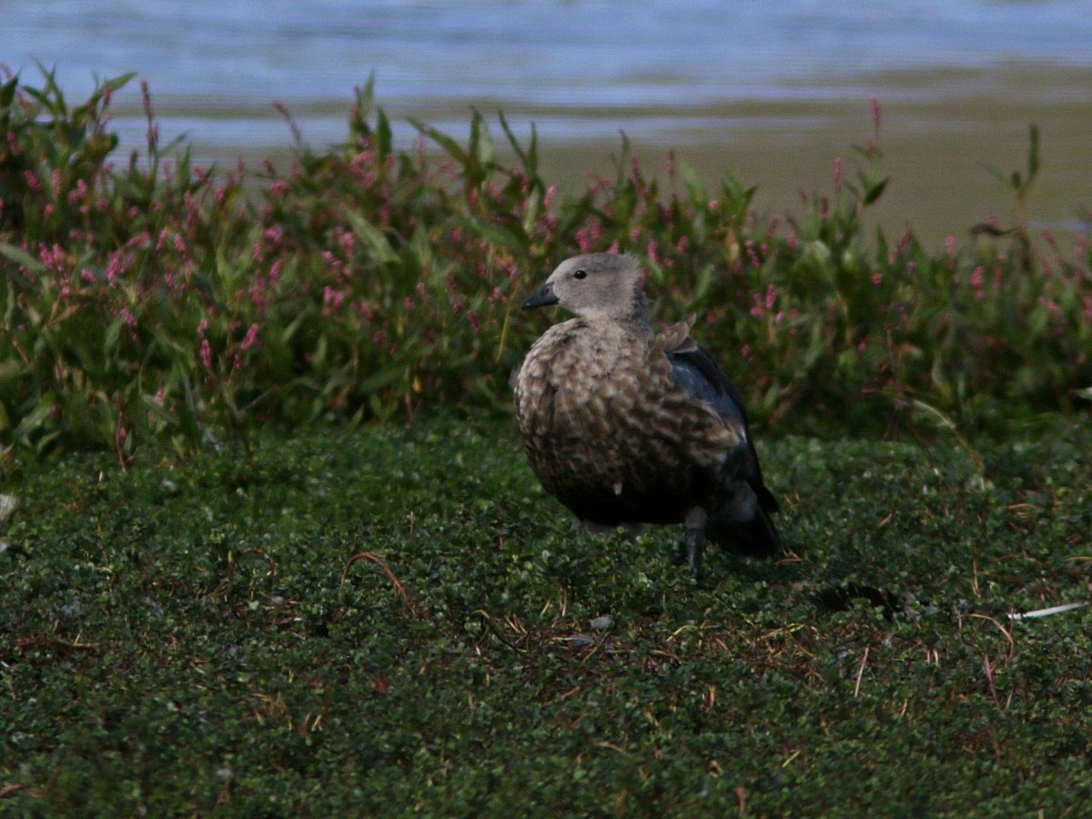 Blue-winged Goose - ML554921581