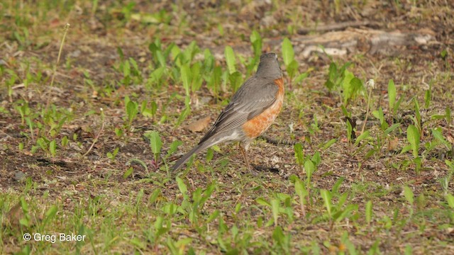 American Robin - ML554921761