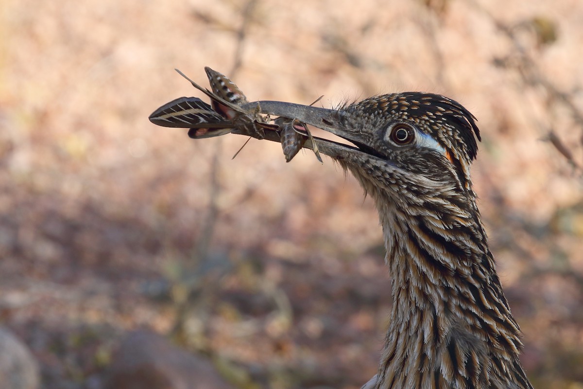 Greater Roadrunner - ML55492211