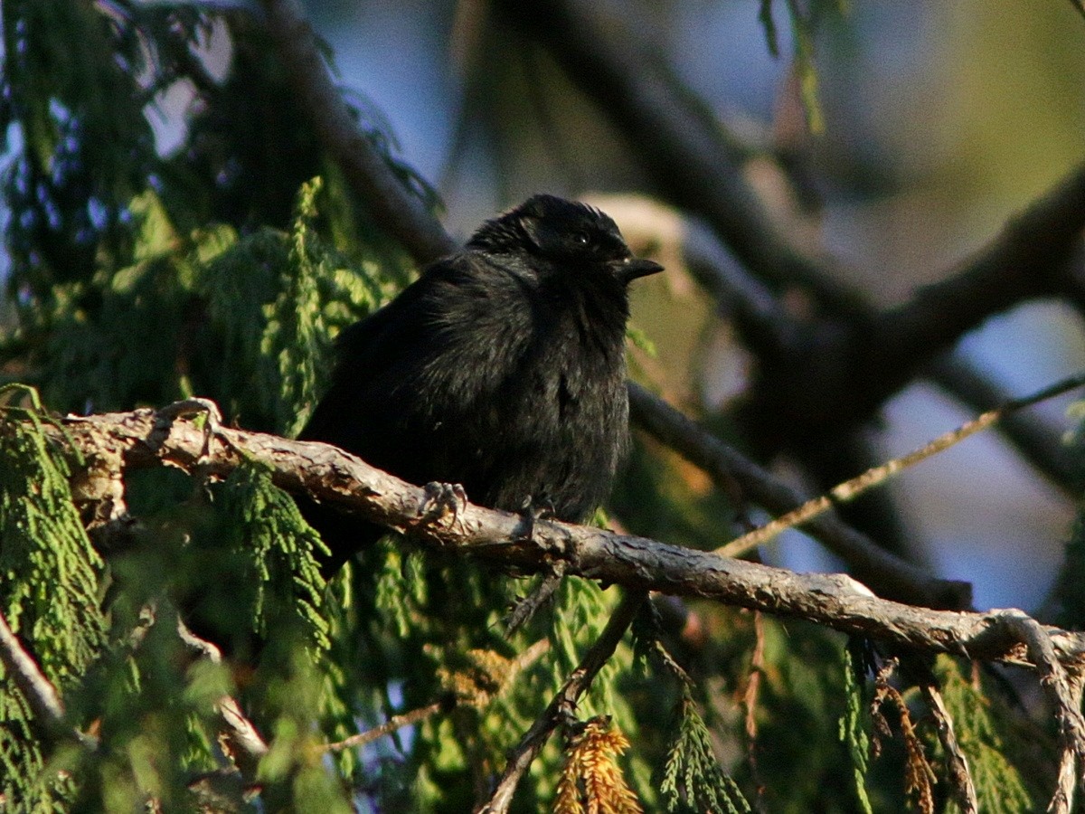 White-backed Black-Tit - ML554923891