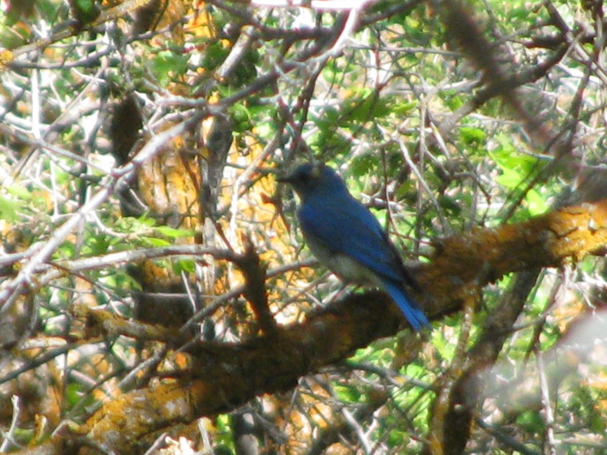 Mountain Bluebird - ML55492441