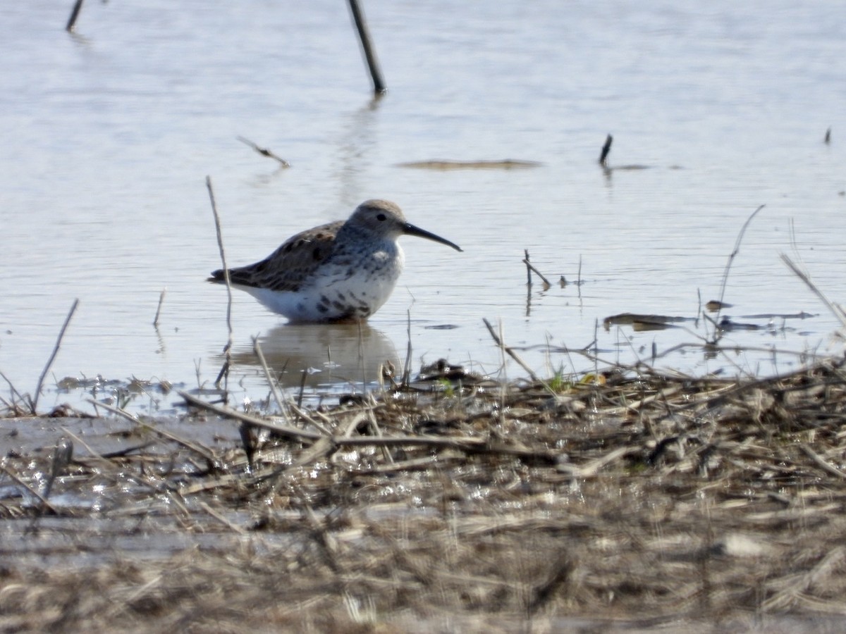 Dunlin - Jean Hampson