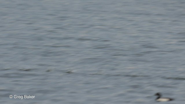 小斑背潛鴨 - ML554925361