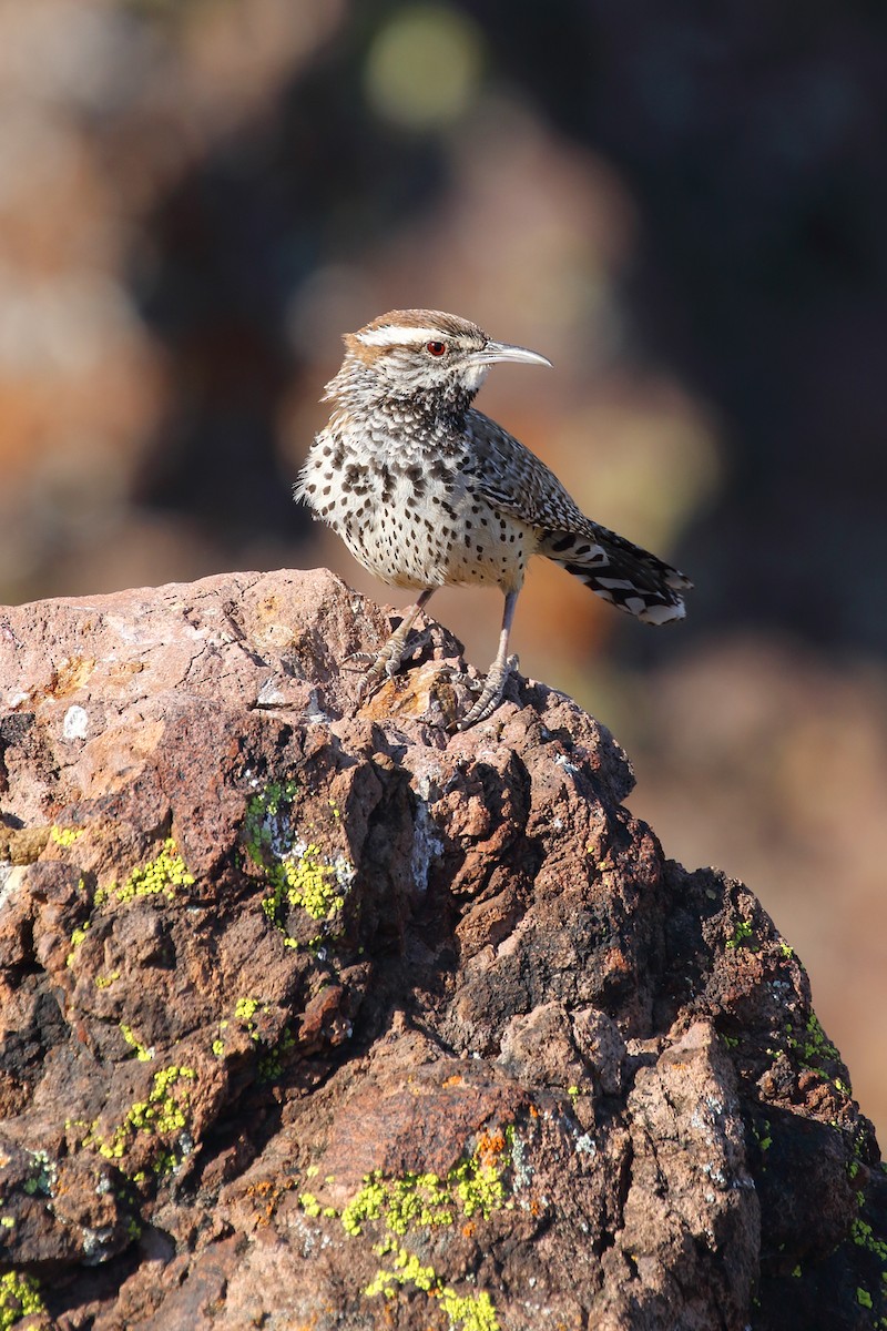 Cactus Wren - ML55492541