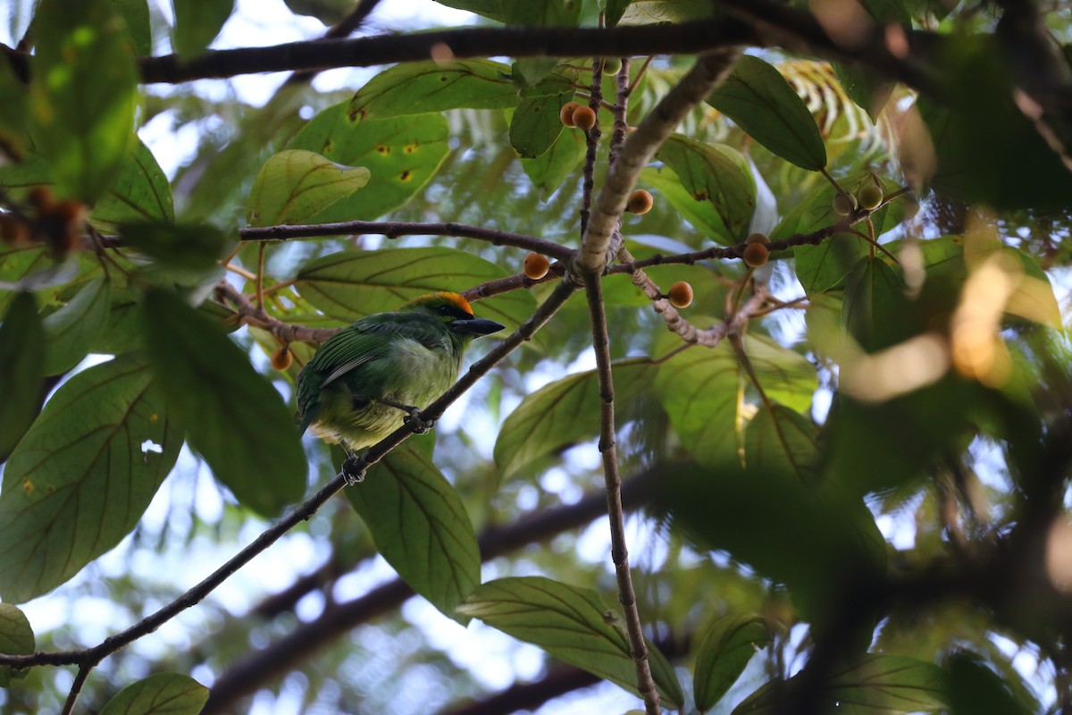 Flame-fronted Barbet - ML554925771