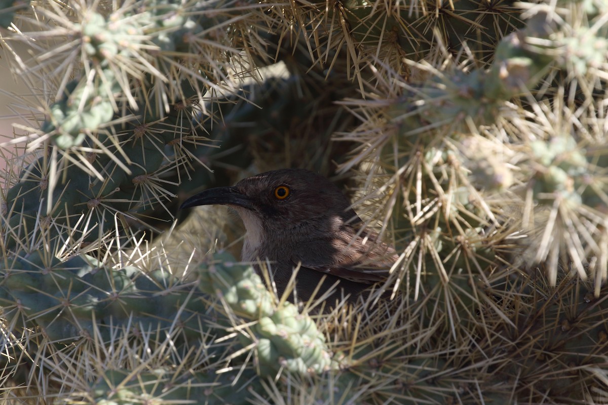 Curve-billed Thrasher - ML55492601