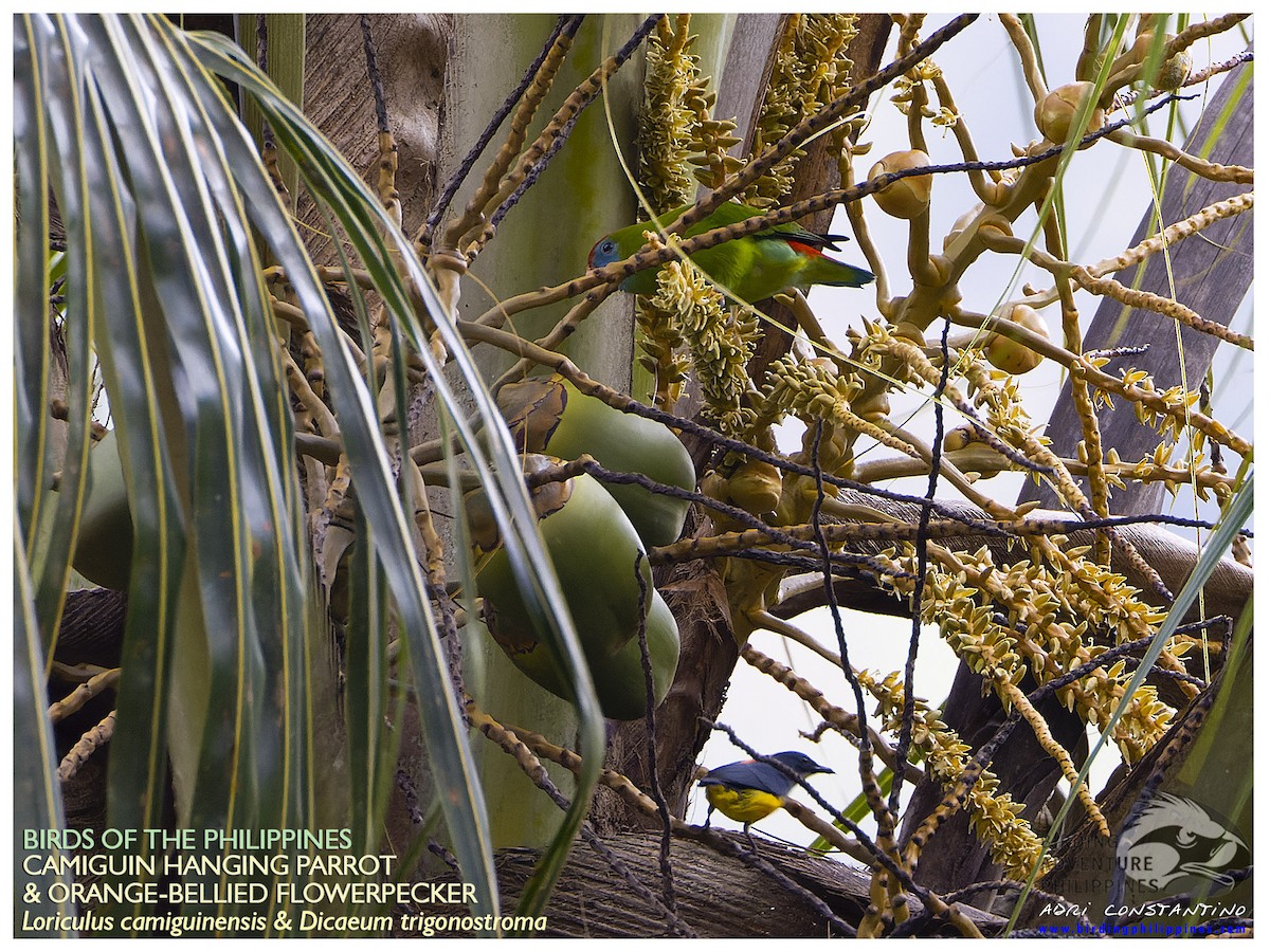 Camiguin Hanging-Parrot - ML554926461