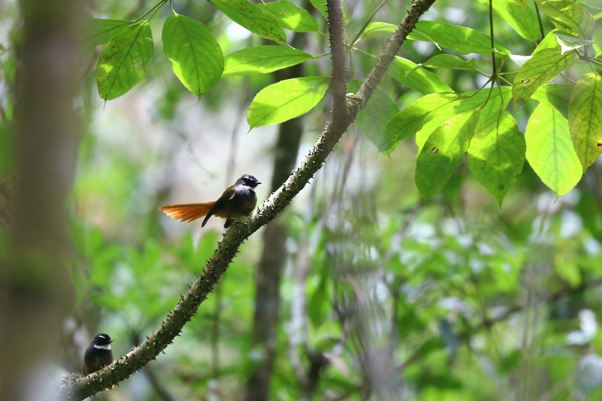 Rufous-tailed Fantail - ML554926841