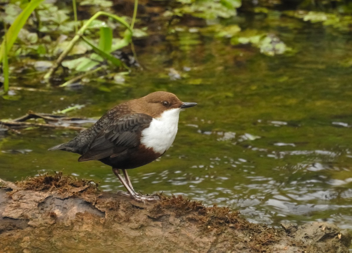 White-throated Dipper - ML554926891