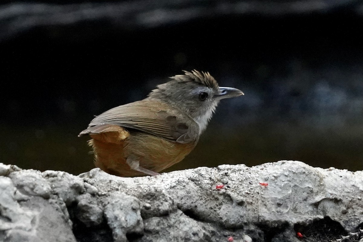 Abbott's Babbler - ML554927251