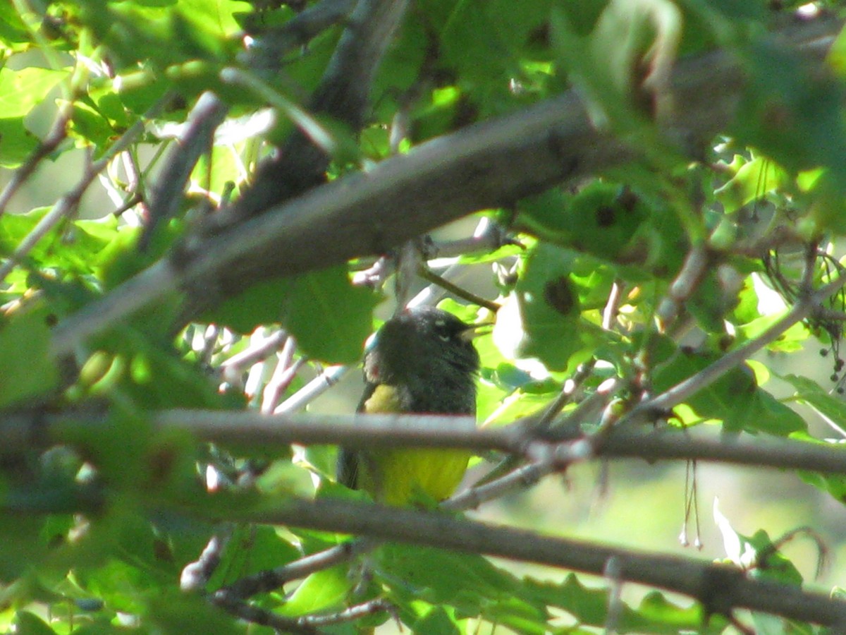 MacGillivray's Warbler - ML55492761