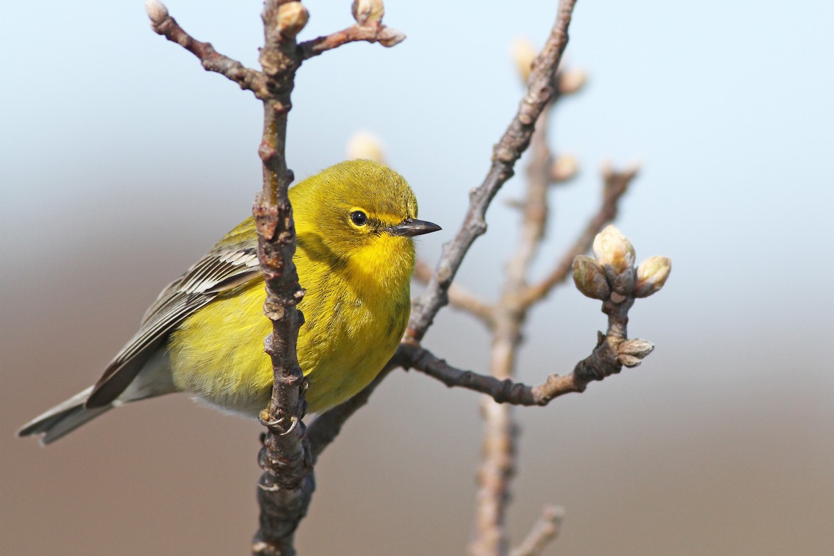 Pine Warbler - ML55492861