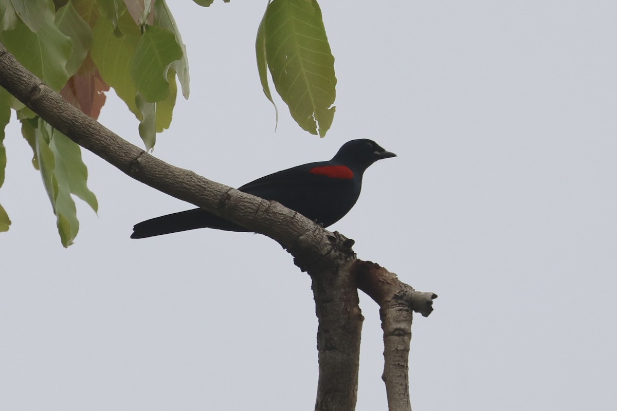 Red-shouldered Cuckooshrike - Charley Hesse TROPICAL BIRDING