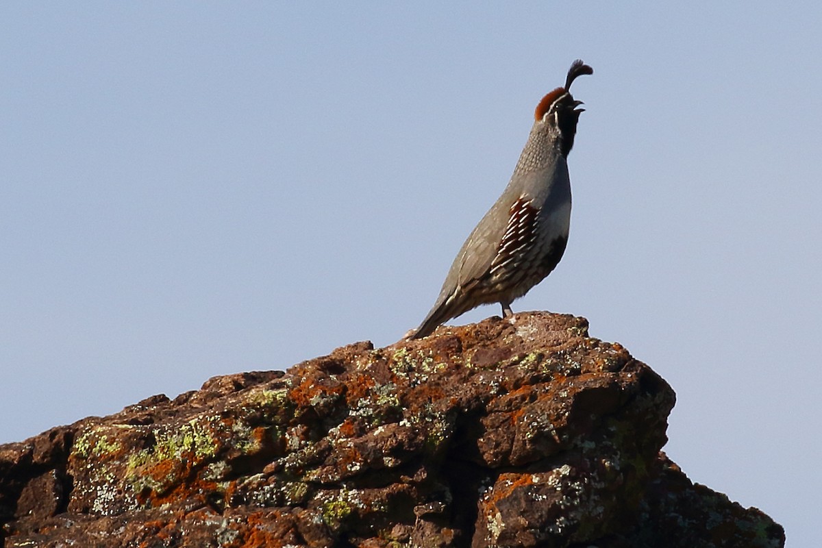 Gambel's Quail - ML55492891