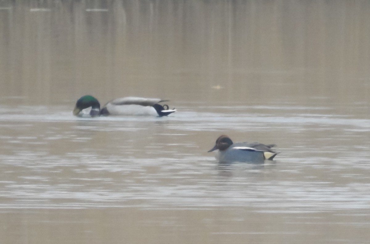 Green-winged Teal - ML554929141