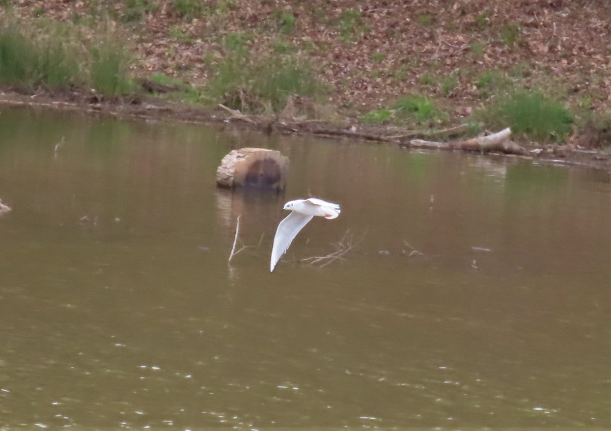 Bonaparte's Gull - ML554929191